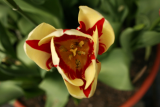 Tulipa 'World Expression' RCP4-2015 264.JPG